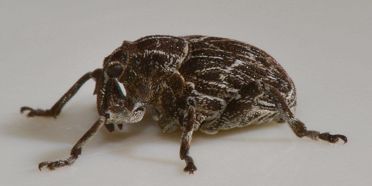 Curculionidae: Mogulones geographicus